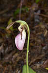 Pink lady's slipper <BR>Moccasin flower